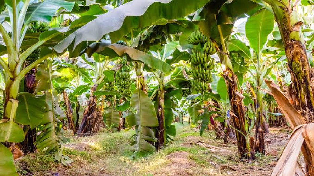 Mau Sukses Budidaya Pisang? Begini Cara Memilih Pisang Unggulan yang Tepat!