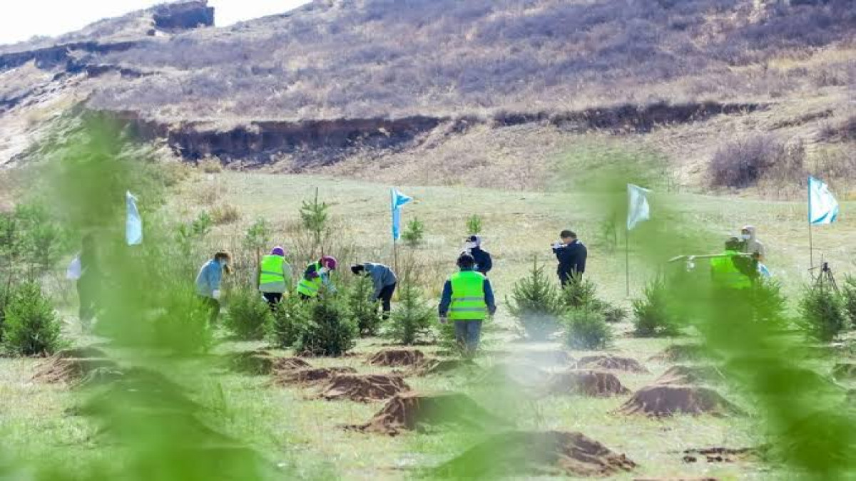 China Lawan Gurun! Proyek Tembok Hijau yang Bikin Gurun Gobi Jadi Subur