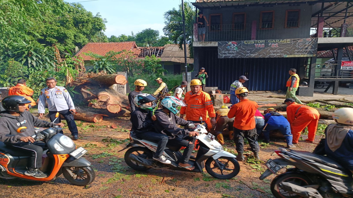 Pohon Tumbang di Jalan Pasirkareumbi Subang Tutup Akses Jalan, Lalu Lintas Tersendat