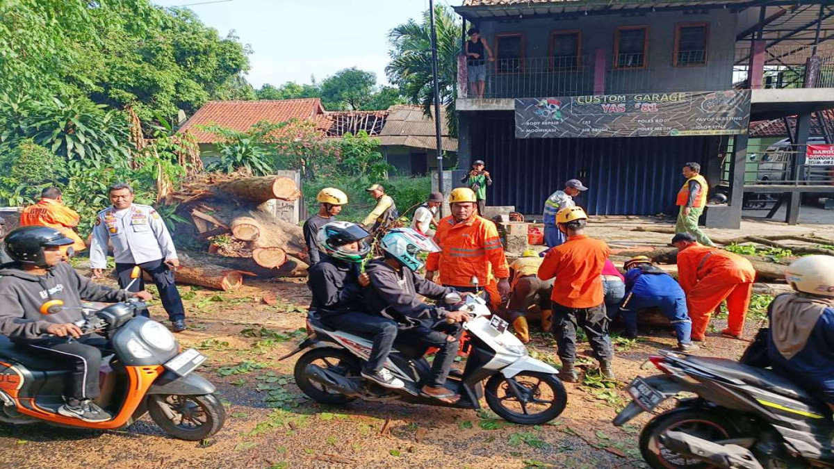 Pohon Tumbang Tutup Akses Jalan Subang-Bandung, Lalu Lintas Terganggu