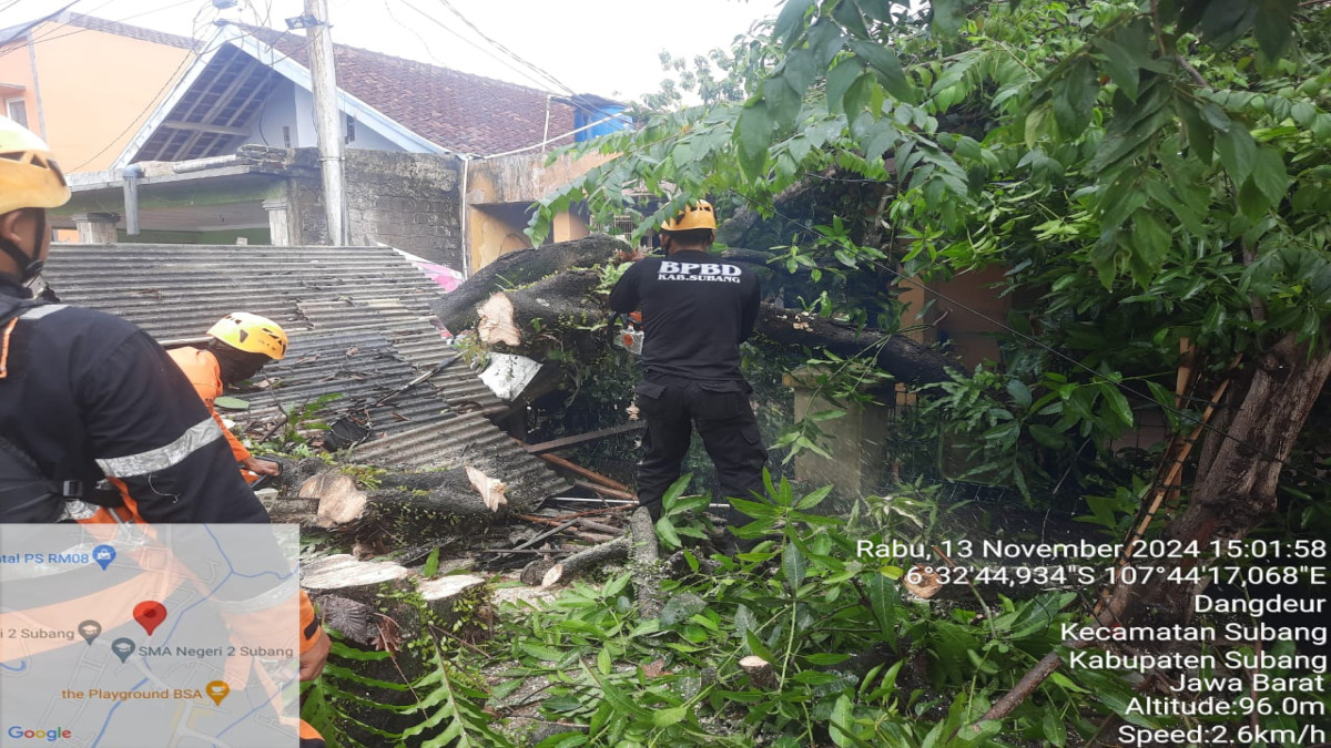 Angin Kencang Tumbangkan Pohon di Kelurahan Dangdeur, BPBD Subang Cepat Lakukan Evakuasi