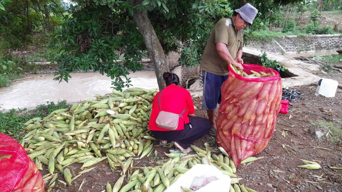 Pra Musim Padi, Petani Cidadap Tanam Jagung, Lebih Produktif dan Efektif