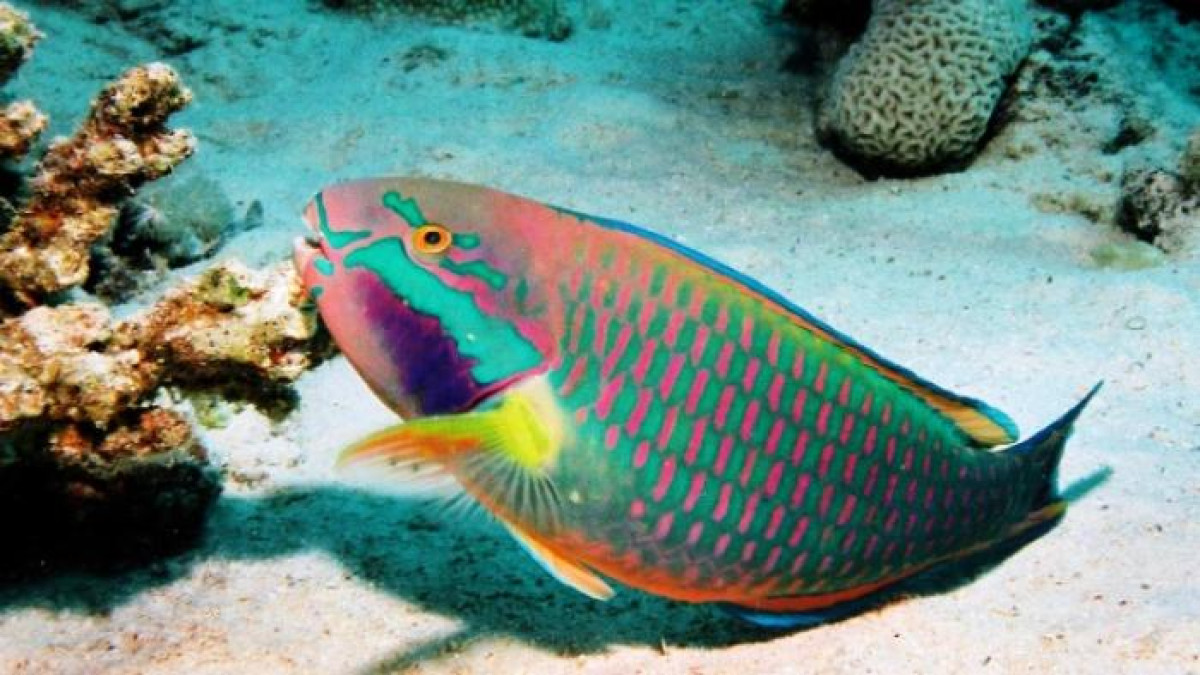 Fun Fact Pasir Pantai Ternyata dari Pup Ikan?