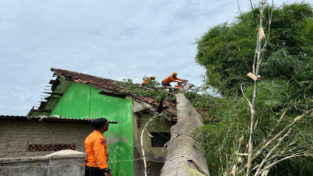 Pohon Tumbang Timpa Bangunan Sekolah Dasar di Ciasem
