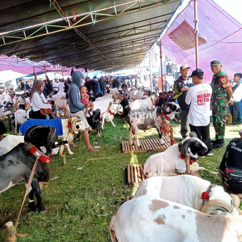 Ketangkasan Domba Garut Meriahkan Milangka HPDKI Subang, Upaya Meningkatkan Kualitas dan Harga Pasaran Domba