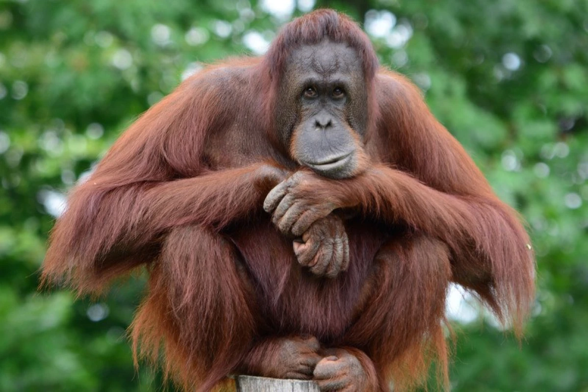 Mengapa Orangutan Hanya Ada di Indonesia? (Sumber Foto Diskominfo Kaltim)