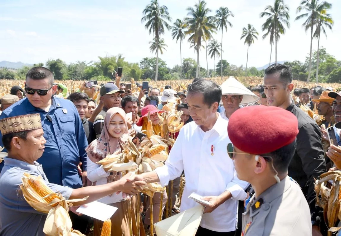 Presiden Jokowi Tinjau Panen Jagung di Boalemo, Dorong Peningkatan Produksi dan Kesejahteraan Petani
