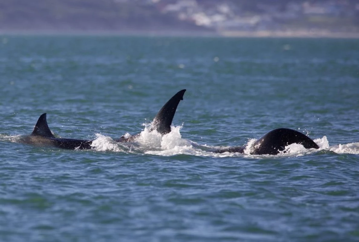 Paus Orca Menyerang Hiu Putih. (Sumber Gambar: CNN)