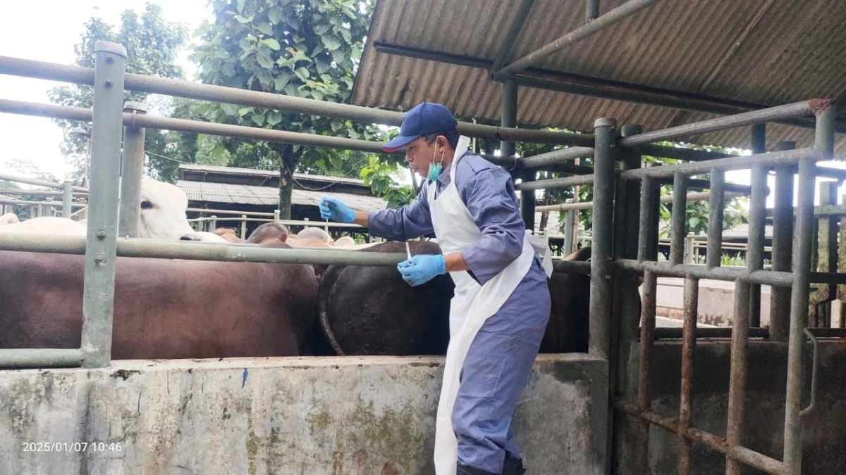 Waspada Penyakit Hewan Menular, Bisa Berpotensi Membahayakan Kesehatan