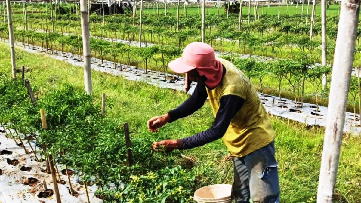 Diserang Hama Patek dan Ulat, Panen Cabai Petani Margasari Berkurang 40%