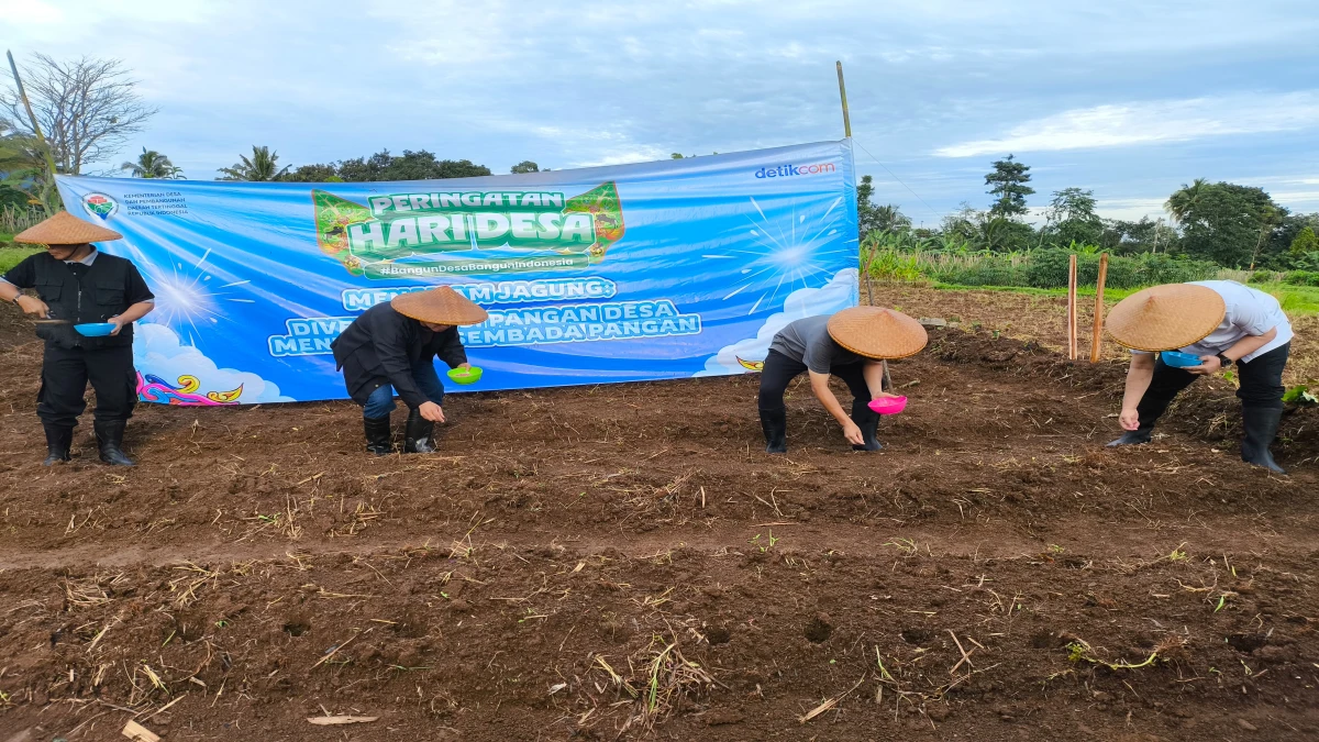 Masih Rangkaian Peringatan Hari Desa, Menteri Desa Ikut Tanam Jagung Dorong Swasembada Pangan di Subang