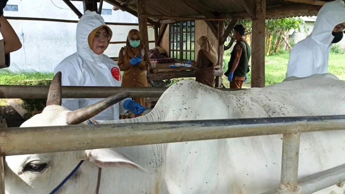 Diskanak Kabupaten Purwakarta: PMK Terdeteksi di 4 Kecamatan di Purwakarta, Vaksinasi Digencarkan