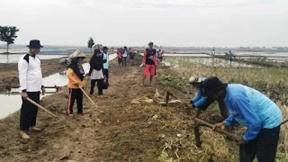 Petani Desa Rangdu Gropyokan Hama Tikus, Jaga Produktivitas Hasil Pertanian di Subang