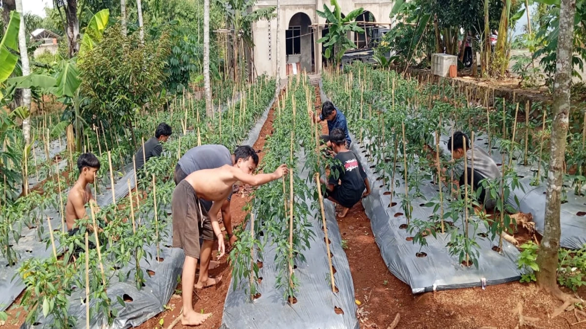 Ponpes Kebangsaan Siti Aminah Pasir Maung Berbasis Ketahanan Pangan, Sejalan dengan Program Presiden Prabowo
