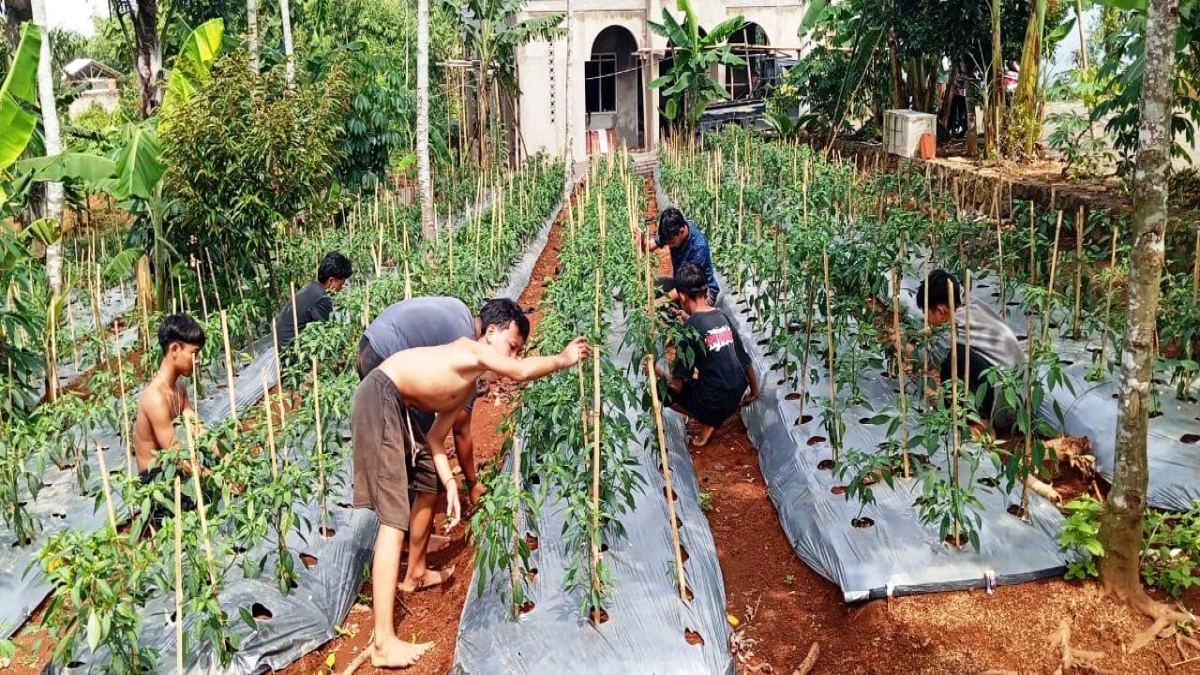 Ponpes Kebangsaan Siti Aminah Pasir Maung Kasomalang Subang Berbasis Ketahanan Pangan