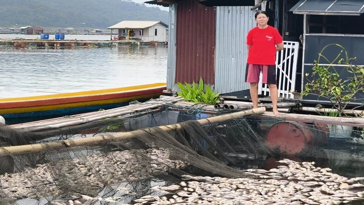 Ratusan Ton Ikan di KJA Waduk Jatiluhur Mati Massal, Akibat Fenomena Mabuk Ikan dan Umbalan