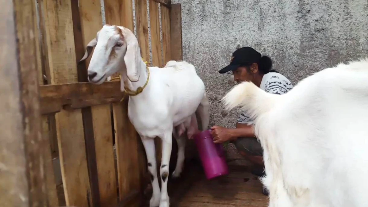 Memasuki Ramadan, Permintaan Susu Kambing Saanen Meningkat