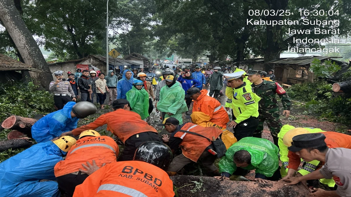 Petugas Berhasil Evakuasi Pohon Tumbang di Jalan Raya Jalancagak