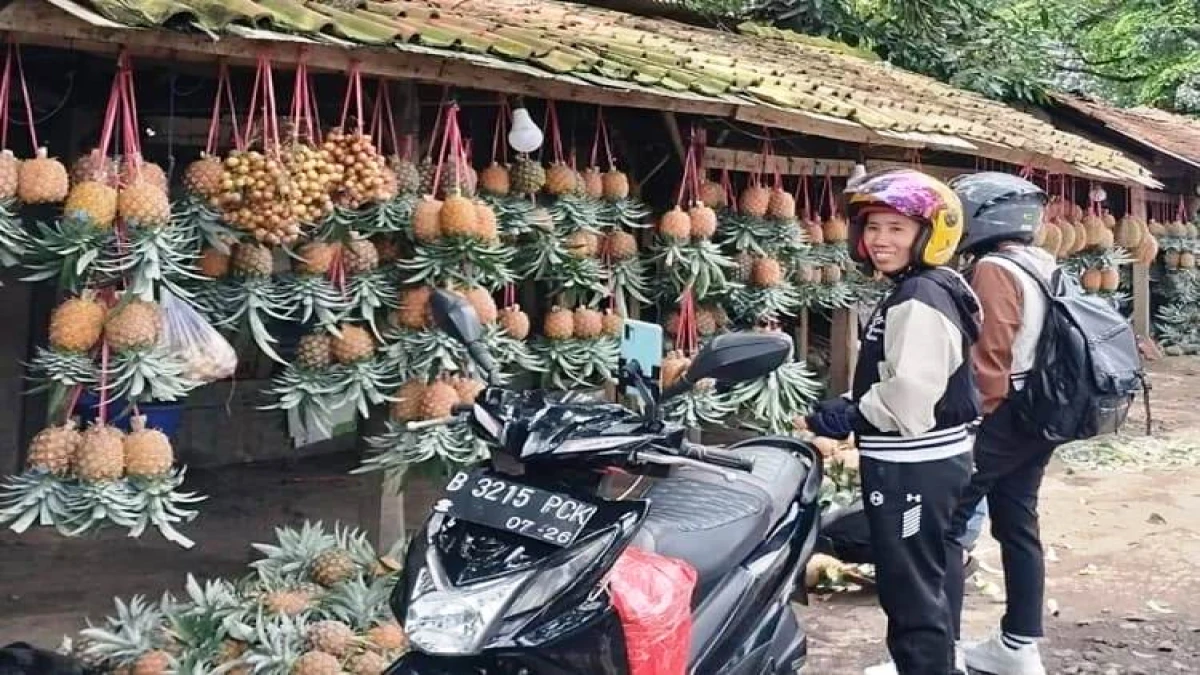 Jelang Lebaran, Penjualan Buah Nanas di Subang Terus Meningkat, Jadi Oleh-oleh Pemudik