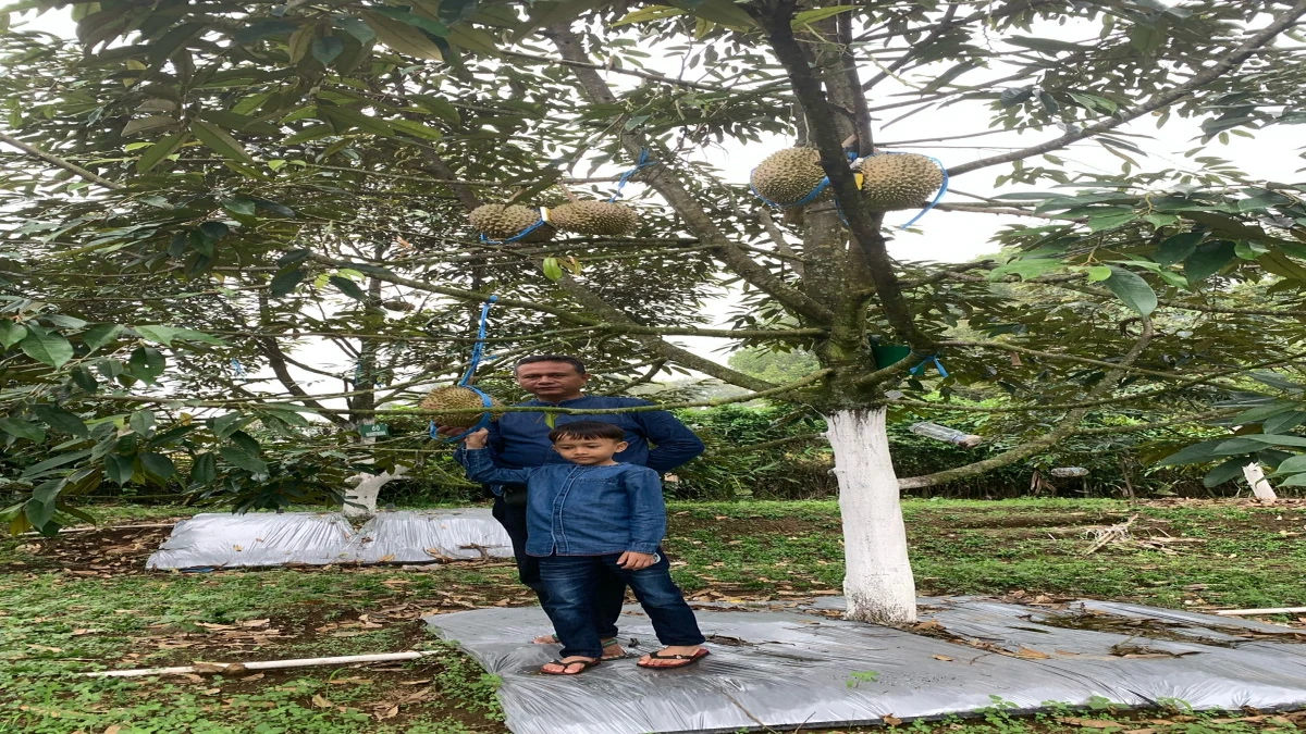 Liburan Lebaran Seru ke Desa Sukamandi: Nikmati Durian Segar Langsung dari Kebun di Kaki Gunung Tangkuban Parahu