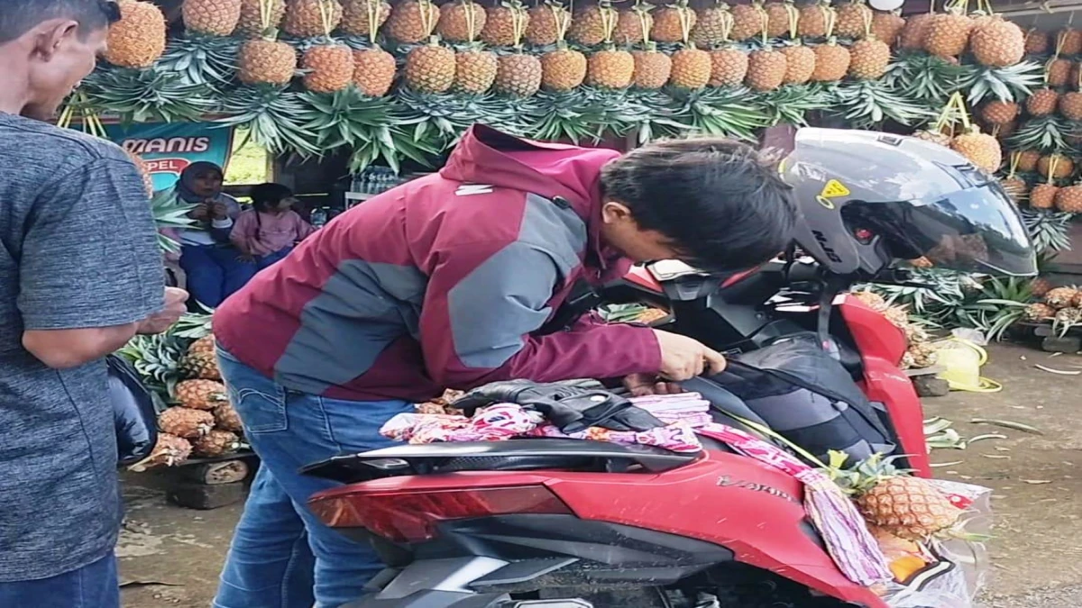 Nanas Subang jadi Oleh-Oleh Favorit Wisatawan
