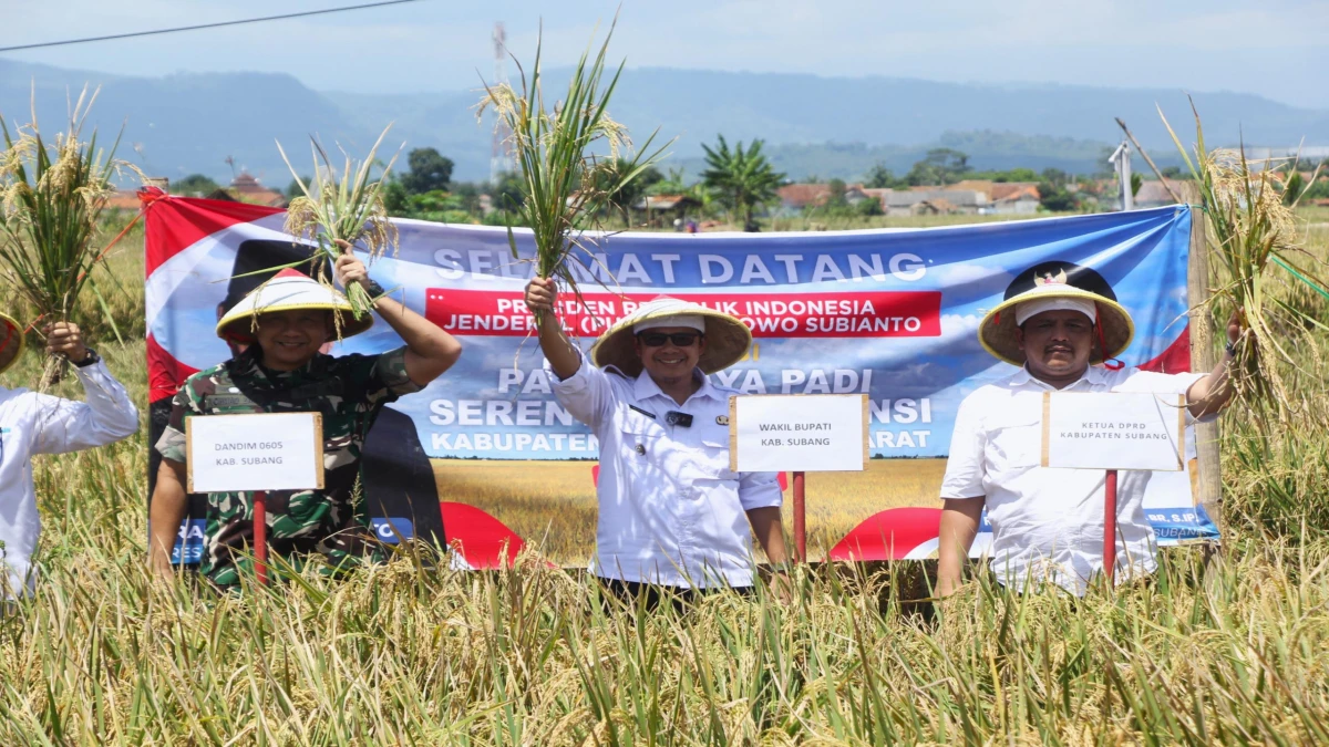 Ikuti Panen Raya Serentak, Kang Akur Optimis Subang Ikut Kontribusi dalam Kedaulatan Pangan Indonesia