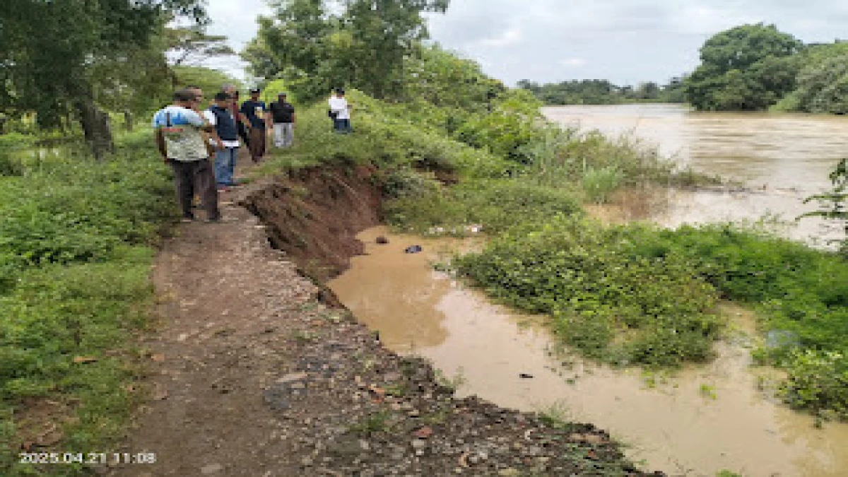 Dampak dari Arus Deras di Sungai Cipunagara, Tanggul Tergerus, Desa Kotasari Terancam Banjir