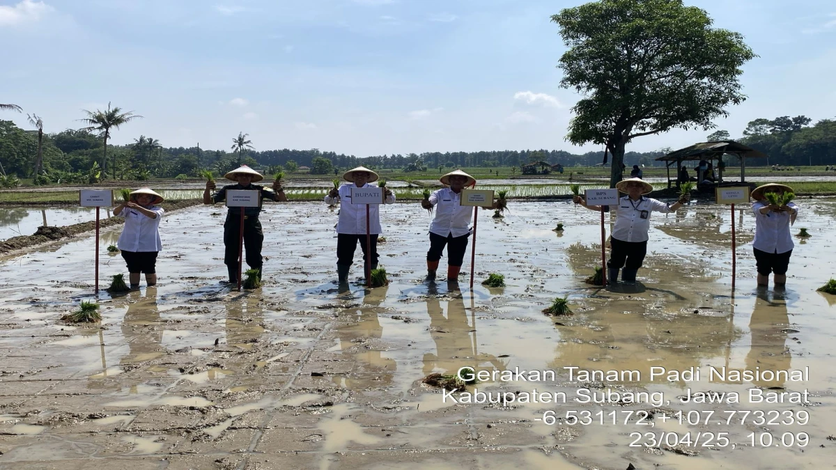 Gerakan Tanam Padi Upaya Tingkatkan Produksi di Subang, Dukung Percepatan Swasembada Pangan Nasional