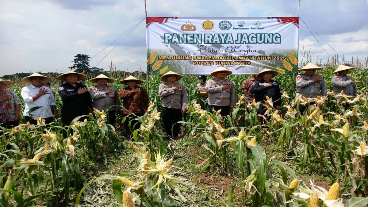 Dukung Ketahanan Pangan, Kapolres Purwakarta Panen Jagung Bersama Petani