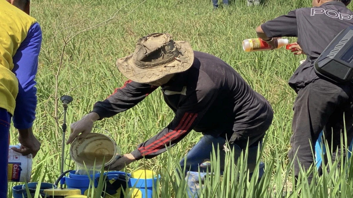 Dinas Pertanian Laksanakan Gerakan Pengendalian Organisme Pengganggu Tanaman, Jaga Subang Sebagai Lumbung Padi Nasional