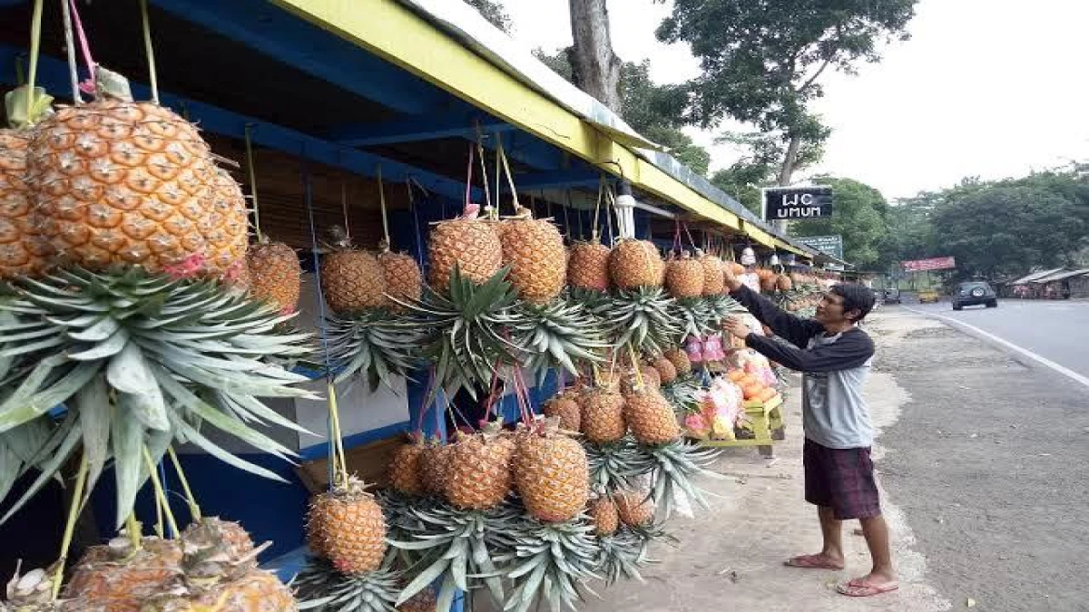 Menjaga Nanas, Kebanggaan Warga Subang yang Lahannya Mulai Berkurang