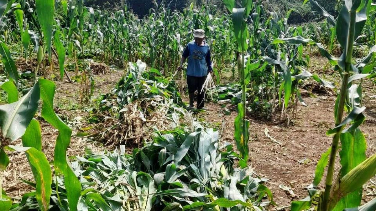 Desa Munjul Kecamatan Pagaden Barat Targetkan Panen 10 Ton Jagung Hibrida
