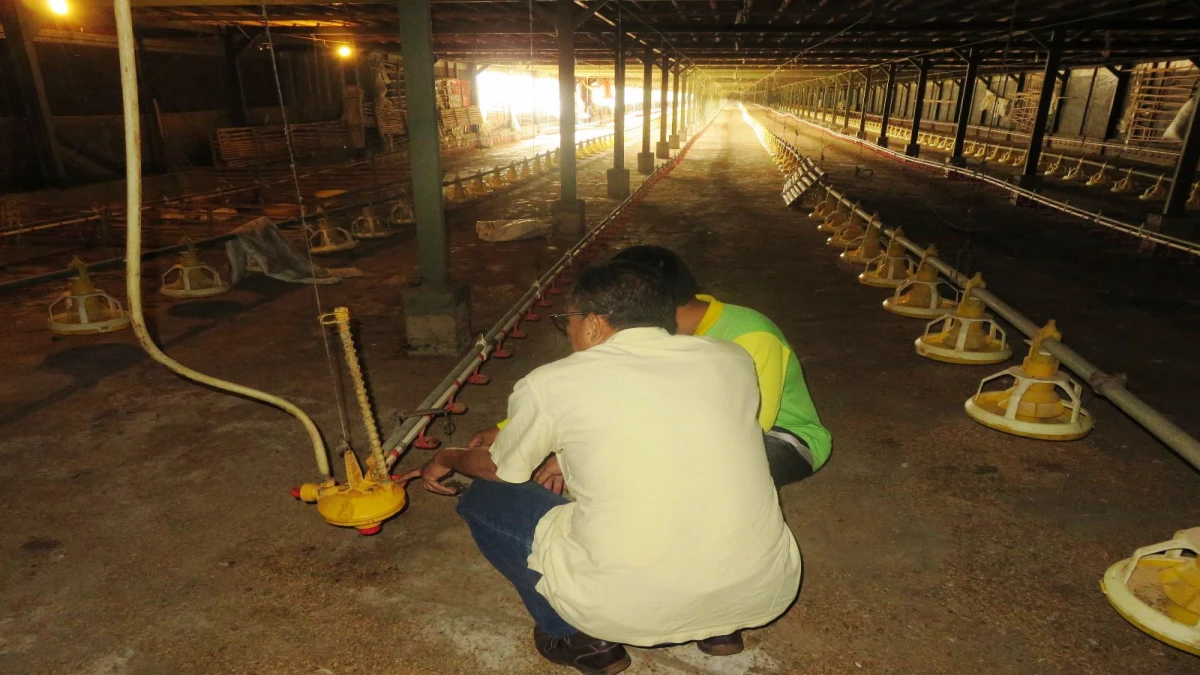 Geliat Bisnis Agro Ayam di Subang, Solusi Kesejahteraan dan Ketahanan Pangan
