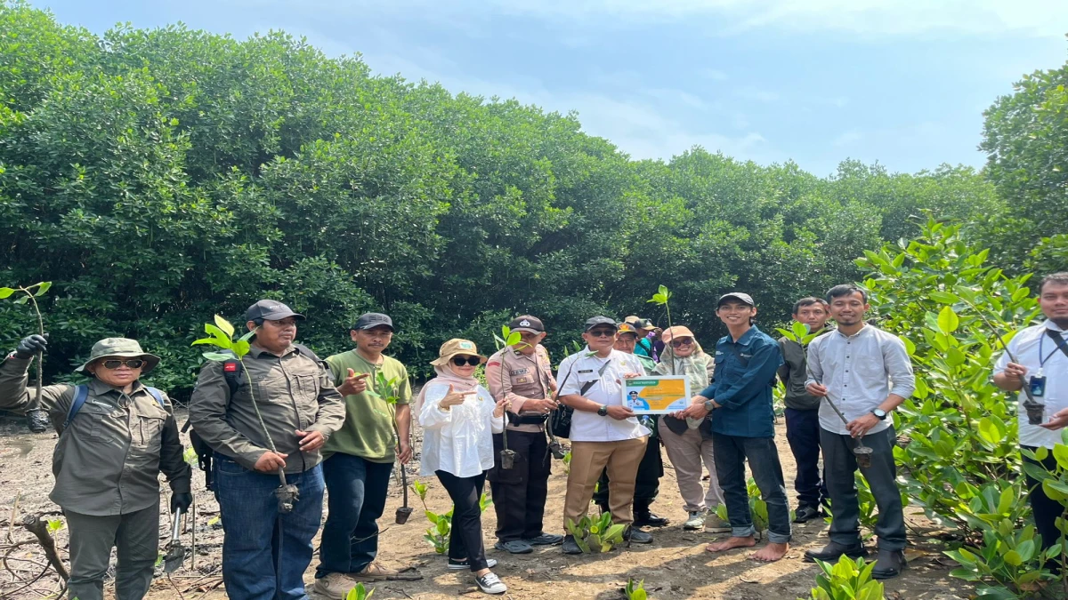 Kecamatan Legon Kulon Apresiasi Pertamina PHE ONWJ Bersama KKPMP Mayangan serta PPLH IPB, Tanam 6.500 Pohon Mangrove di Pulau Burung