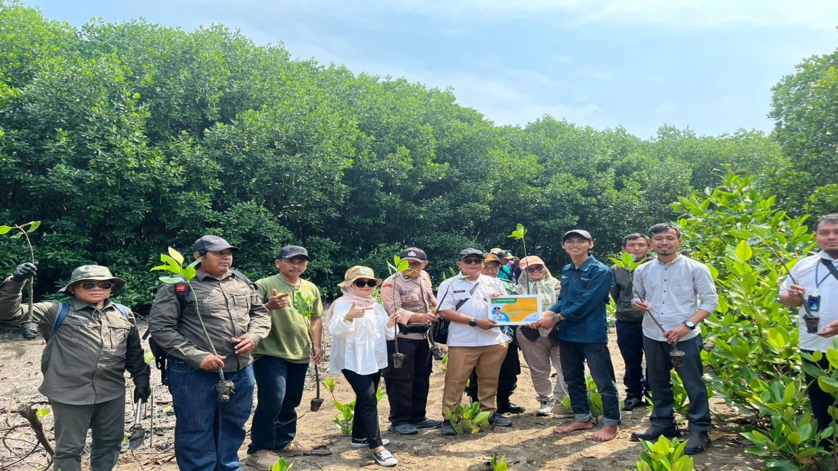 Pulau Burung di SUbang Ditanami 6.500 Mangrove, Langkah Positif jaga Keberlanjutan Ekosistem Pesisir
