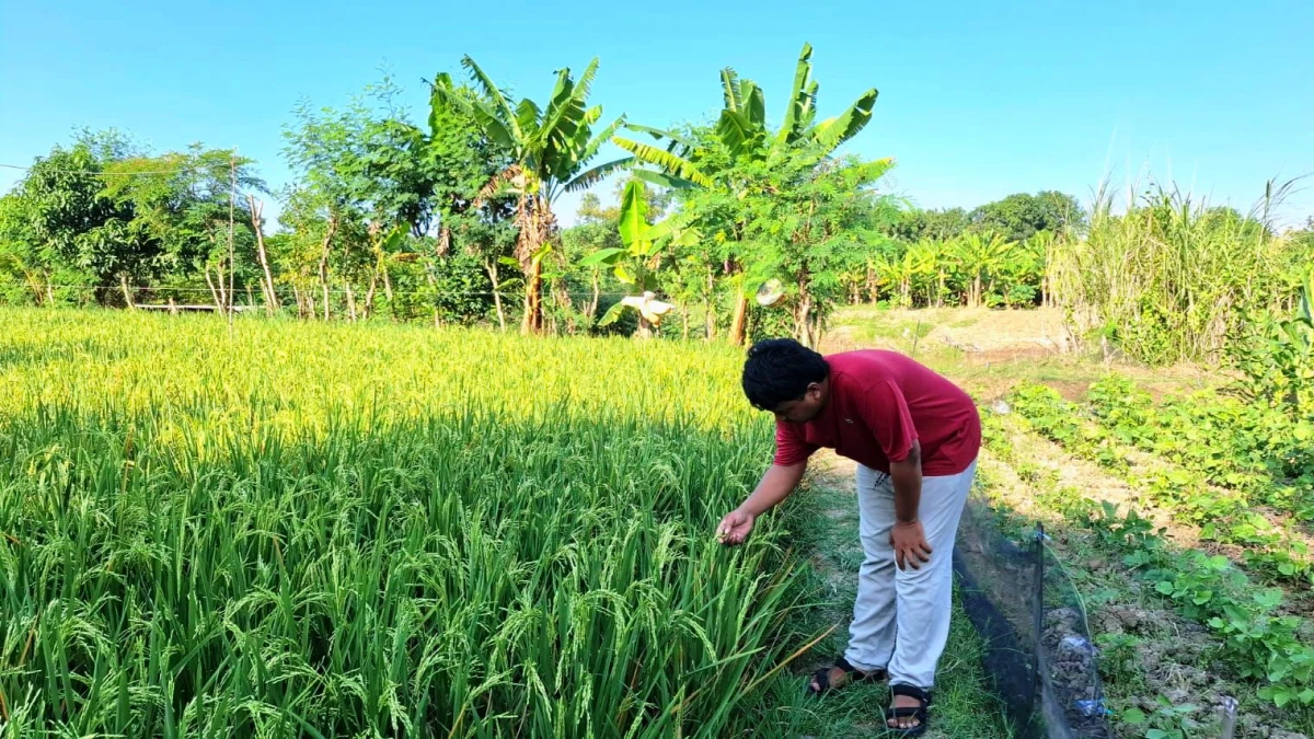 Belum Merata, Petani Ingin Kemudahan Dapatkan Solar Subsidi