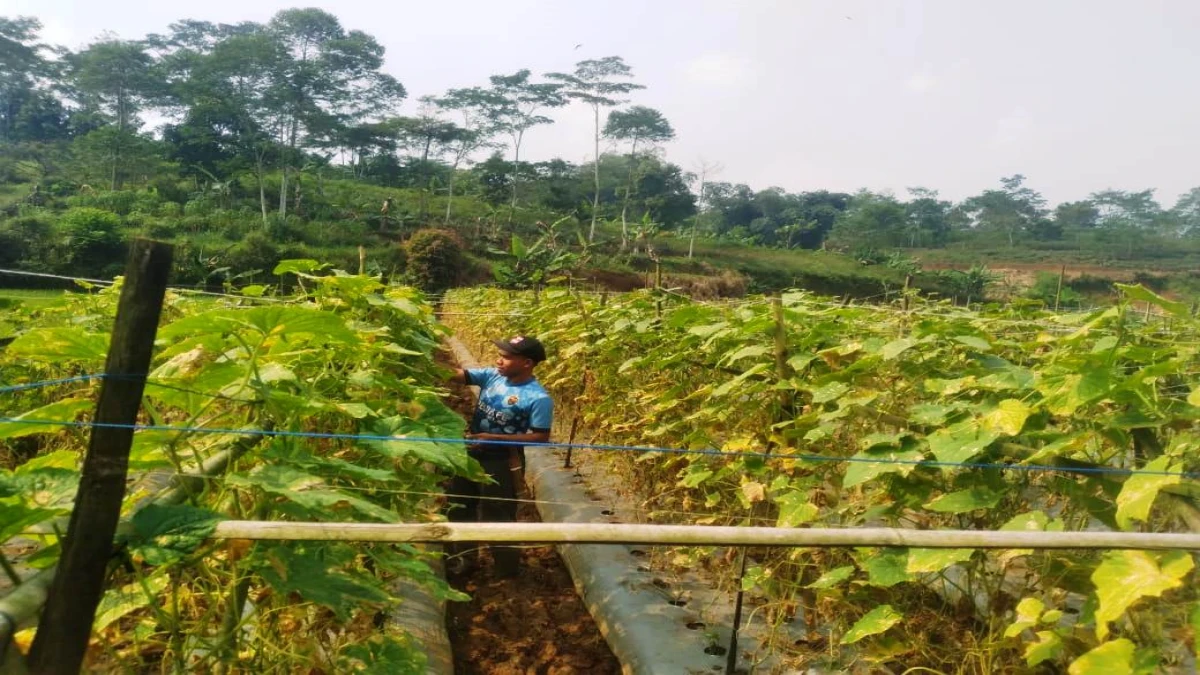 Nurdin Petani Muda Asal Subang Tinggalkan Hingar Bingar Kota, Memilih Asyik Bersahabat dengan Buah Timun
