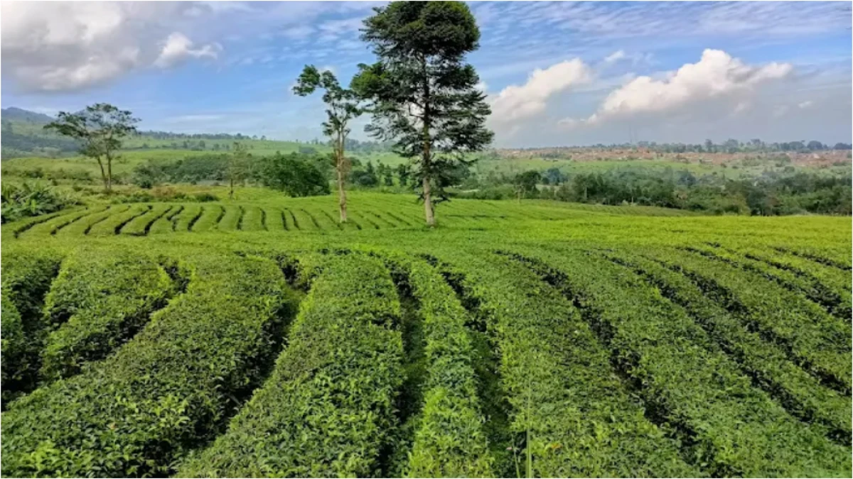 Wisata Kebun Teh di Subang yang Patut Dikunjungi