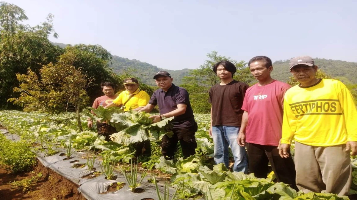 BUMDes Jaya Aulia Dorong Ekonomi Desa Cirangkong, Ketahanan Pangan Panen Perdana Kol