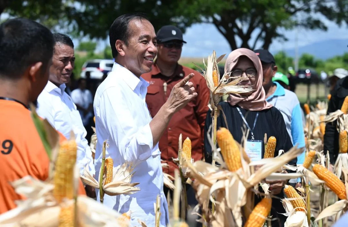 Tinjau Panen Jagung di Sumbawa, Presiden Tegaskan Pentingnya Keseimbangan Harga