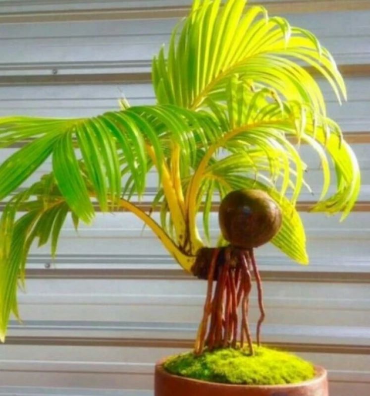 Review Bonsai Kelapa Rp15 Juta: Sebuah Karya Seni Miniatur Alam