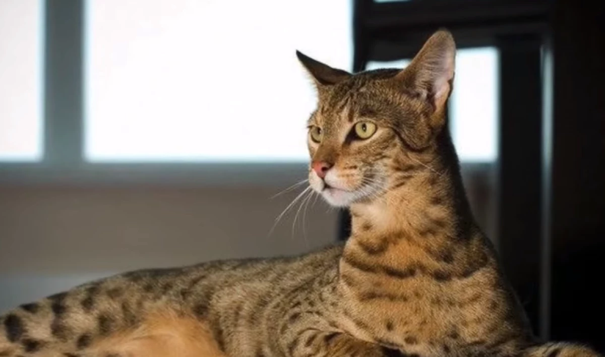 Kucing Termahal di Dunia Bikin Penasaran! Simak Penjelasannya