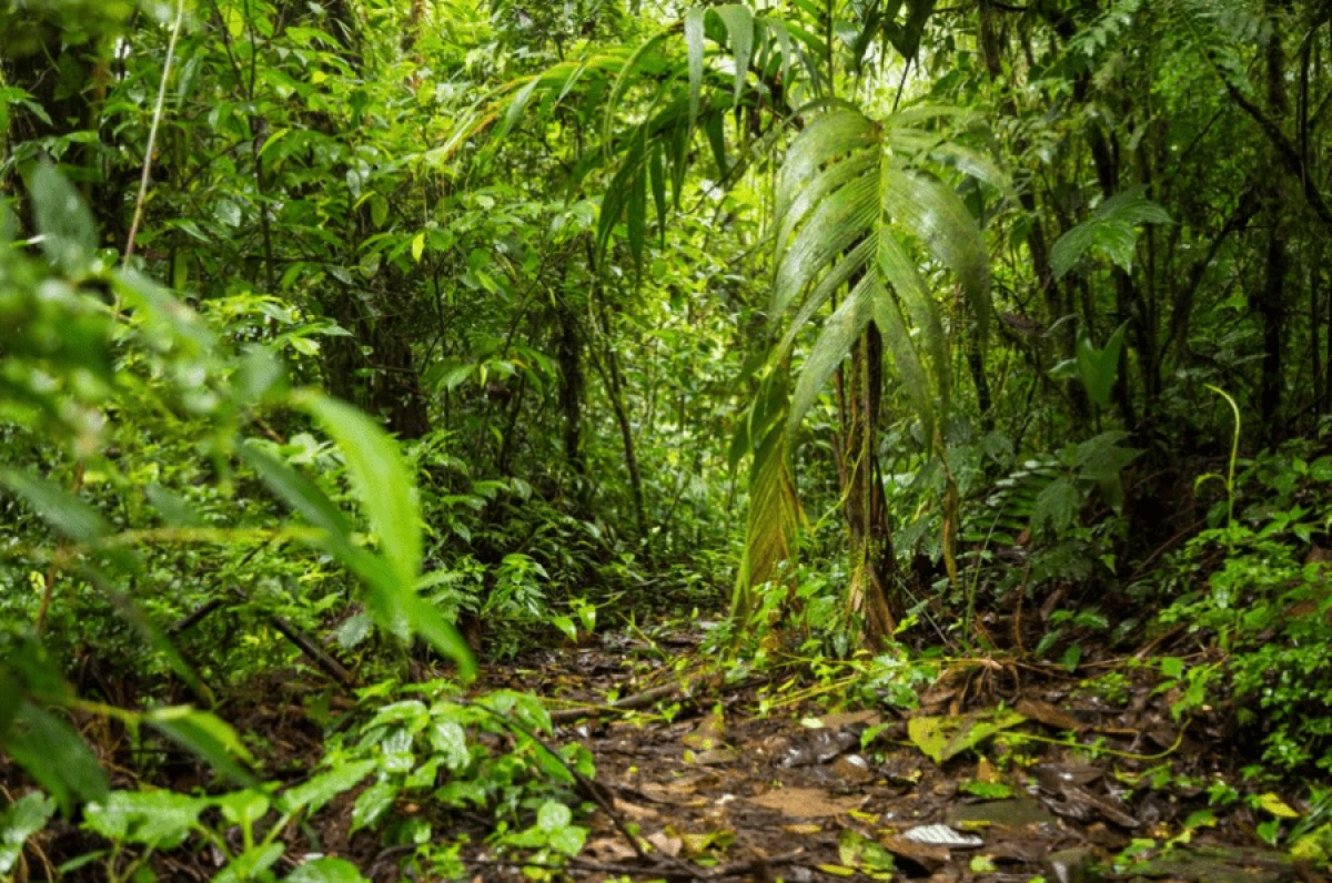 Tanda Kiamat dalam Hutan Indonesia