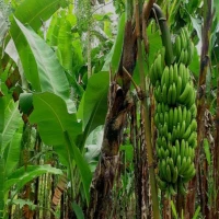 5 Manfaat Daun Pisang untuk Kesehatan yang Jarang Diketahui. Tanaman Pisang-Istimewa-