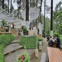 Daftar Wisata Hutan Pinus Subang, Cocok untuk Kamu yang Butuh Healing