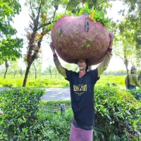 Teh doi Kasomalang