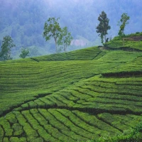 Kebun teh Ciater, Subang.(SHUTTERSTOCK/Abdul Razak Latif)
