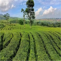 Wisata Kebun Teh di Subang yang Patut Dicoba
