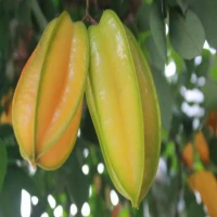Khasiat Buah Belimbing untuk Darah Tinggi